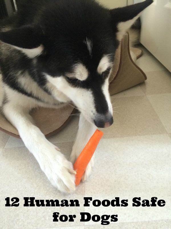 12 Human Foods Safe for Dogs