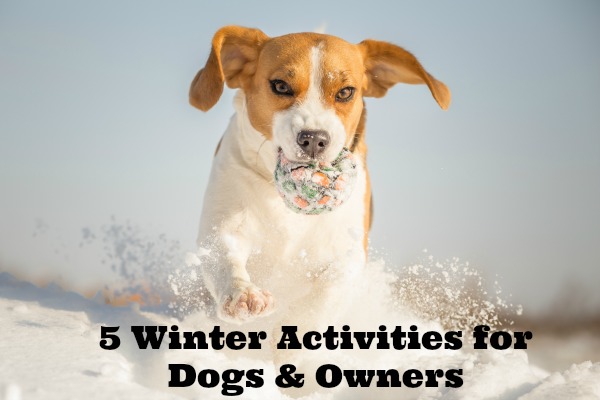 Winter Fun With Your Dog - Beagle